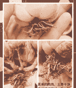 多肉换盆需要修根晾根吗