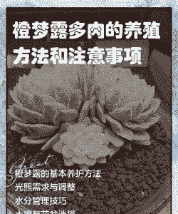橙梦露多肉的繁殖方法