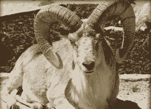 阿富汗羊的品种