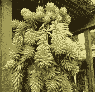 千佛手养殖方法和注意事项