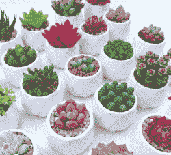 适合新手的16种多肉植物