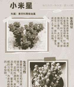 景天科多肉有多少种