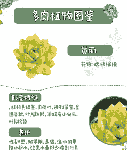 多肉植物黄丽怎么养