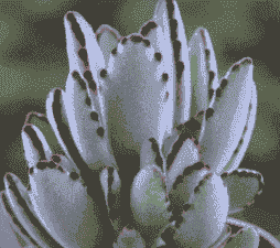 月兔耳多肉怎么养