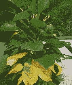 绿萝叶子黄了和甲醛有关系吗 绿萝叶子黄了和甲醛有关系吗