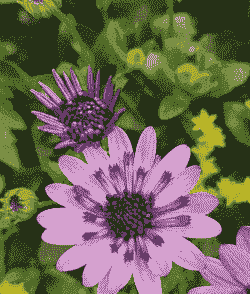 蓝目菊是多年生吗 蓝目菊是多年生吗