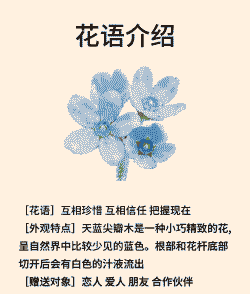 蓝星花的花语和寓意