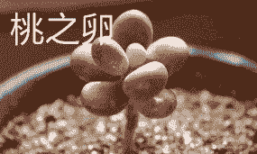 桃之卵和桃美人的区别