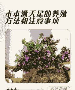 木本满天星的养殖方法和注意事项