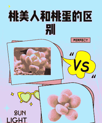 桃美人和桃蛋的区别