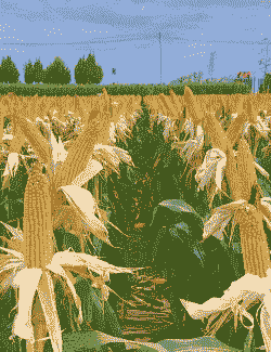 秋天什么庄稼成熟