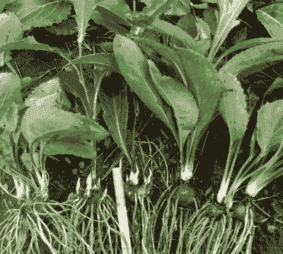 苍术种植技术及亩收益 苍术种植技术及亩收益