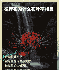 彼岸花为什么花叶永不相见