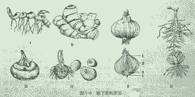 什么是变态茎植物