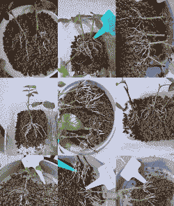 用什么基质扦插 用什么基质扦插