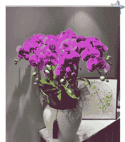 摆放什么花合适