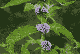 薄荷怕冷吗 薄荷怕冷吗