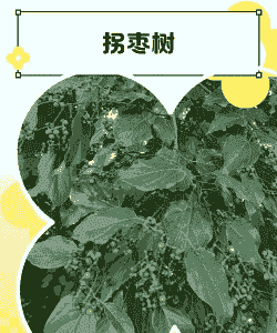 拐枣树的寿命是多少年 拐枣树的寿命是多少年