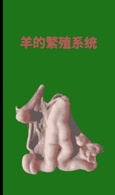 母羊生殖系统的主要特点