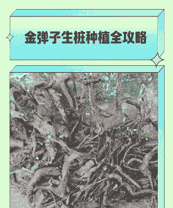 金弹子生桩怎么种