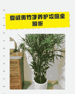 室内夏威夷竹子多久浇一次水