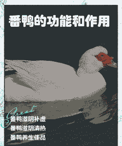 番鸭的功能和作用