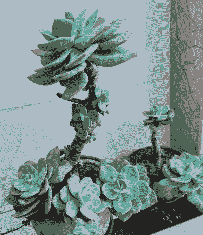 多肉老桩什么意思