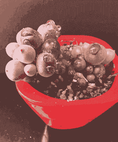 多肉葡萄和纯多肉葡萄有什么区别