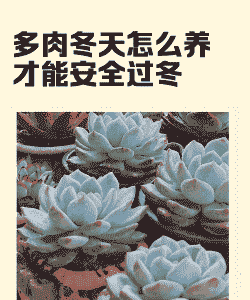 多肉温度低到几度,就要进屋