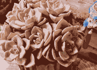 多肉彩虹糖的养殖方法和注意事项