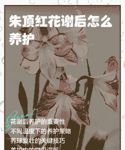 朱顶红花谢后怎么处理