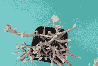 多肉叶子掉光了还能活吗