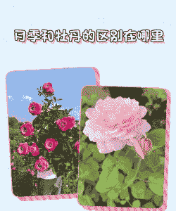 月季与牡丹的区别