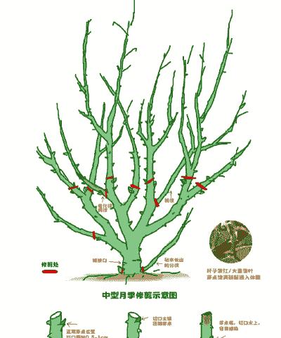 南方月季冬季修剪时间和方法