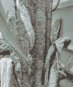 仙人掌枯萎了怎么救活