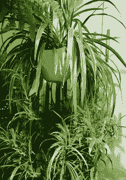 吊兰用深盆浅盆哪个好，深盆促进根须舒展