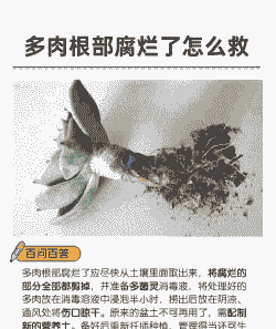 多肉根部腐烂了怎么救