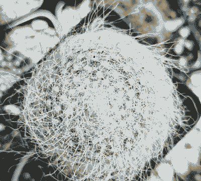 仙人球冬天会冻死吗