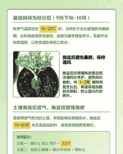 玉树秋天能换盆吗