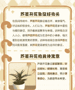 芦荟开花的寓意是什么