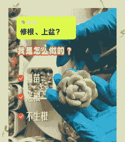 多肉修根后多久上盆