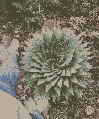 芦荟女王的养殖方法，几年开始旋转