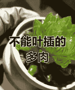 哪些多肉不能叶插