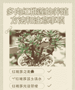 多肉红稚莲的养殖方法