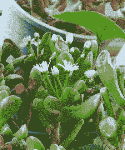 多肉吸财树开花吗