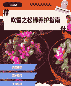 仙人掌冬天怎么养