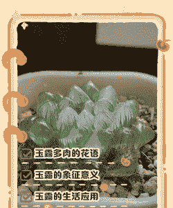 玉露象征着什么