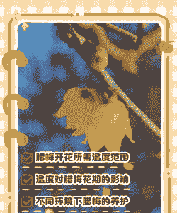 腊梅开花的最佳温度