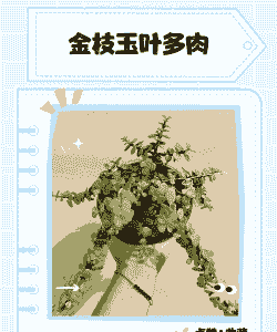 多肉金枝玉叶花怎么养