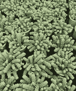 虹之玉夏天可以换盆吗